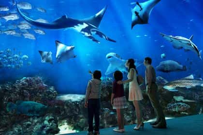 Singapore Oceanarium1