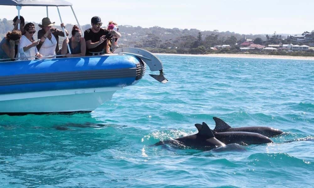 Victor Harbor Southern Ocean Adventure Cruise1