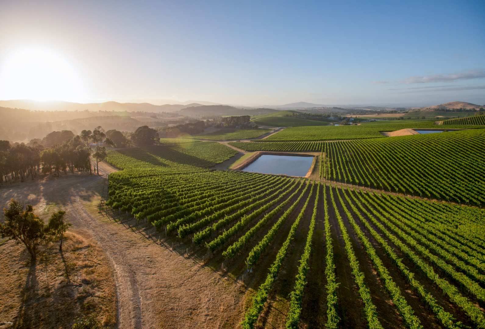 Yarra Valley Food and Wine Gourmet Tour from Melbourne | Victoria