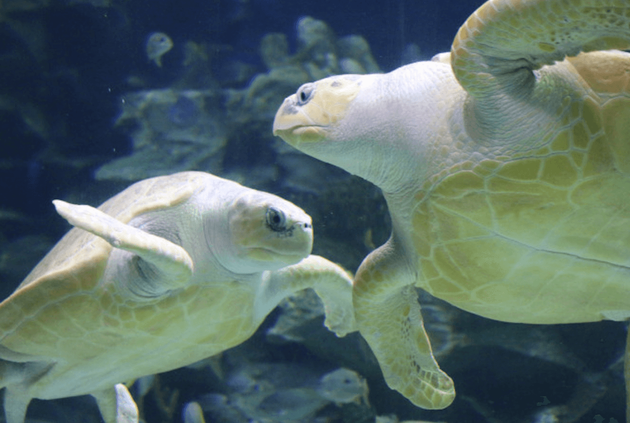 Aquaria KLCC2