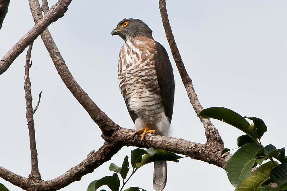 Birdwatching Desaru Coast3