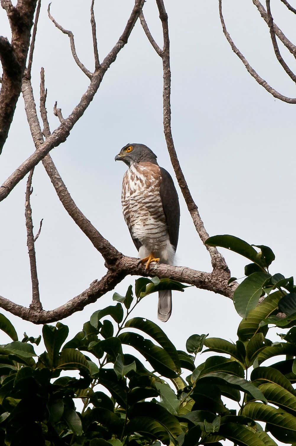 Birdwatching Desaru Coast4