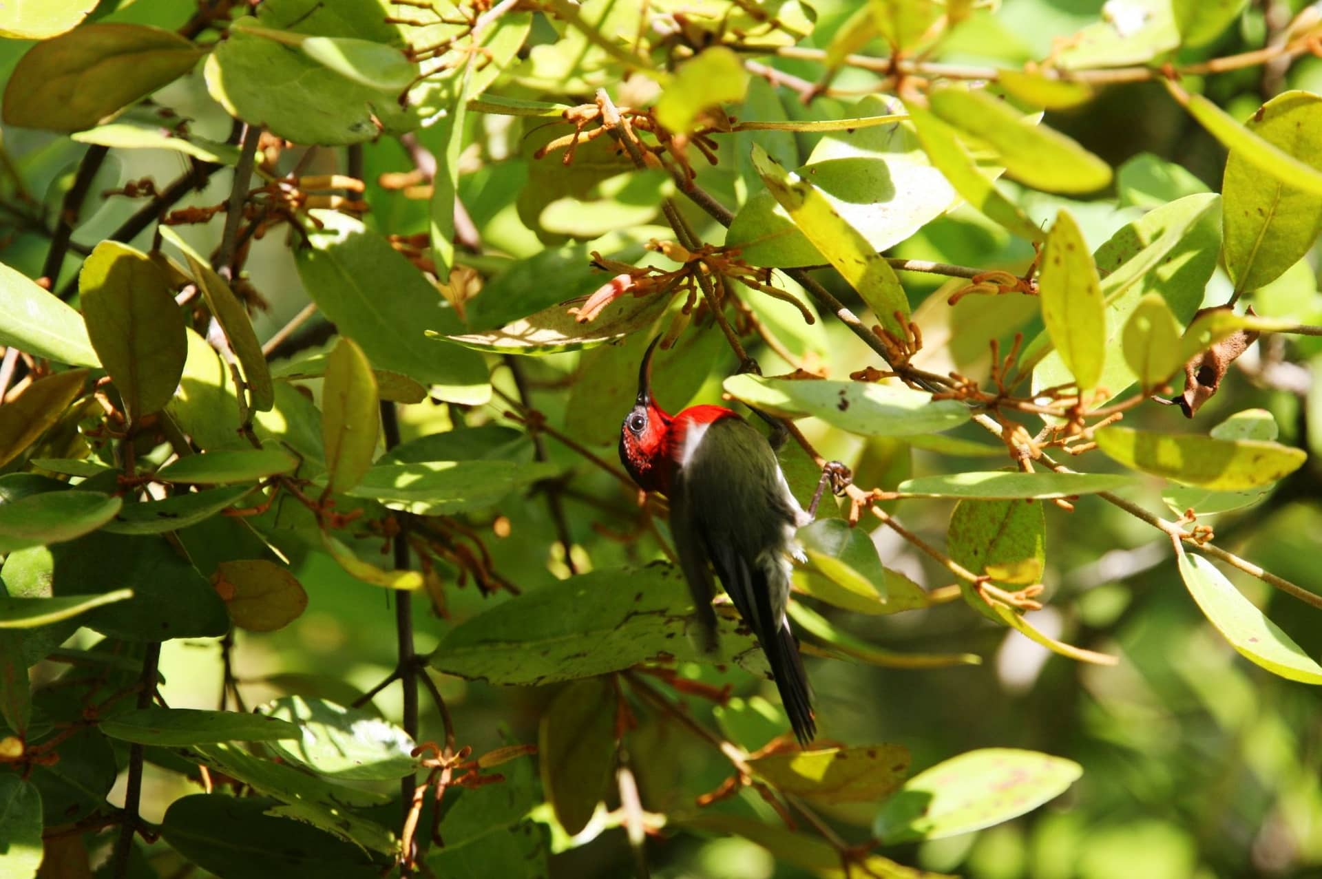 Birdwatching Desaru Coast
