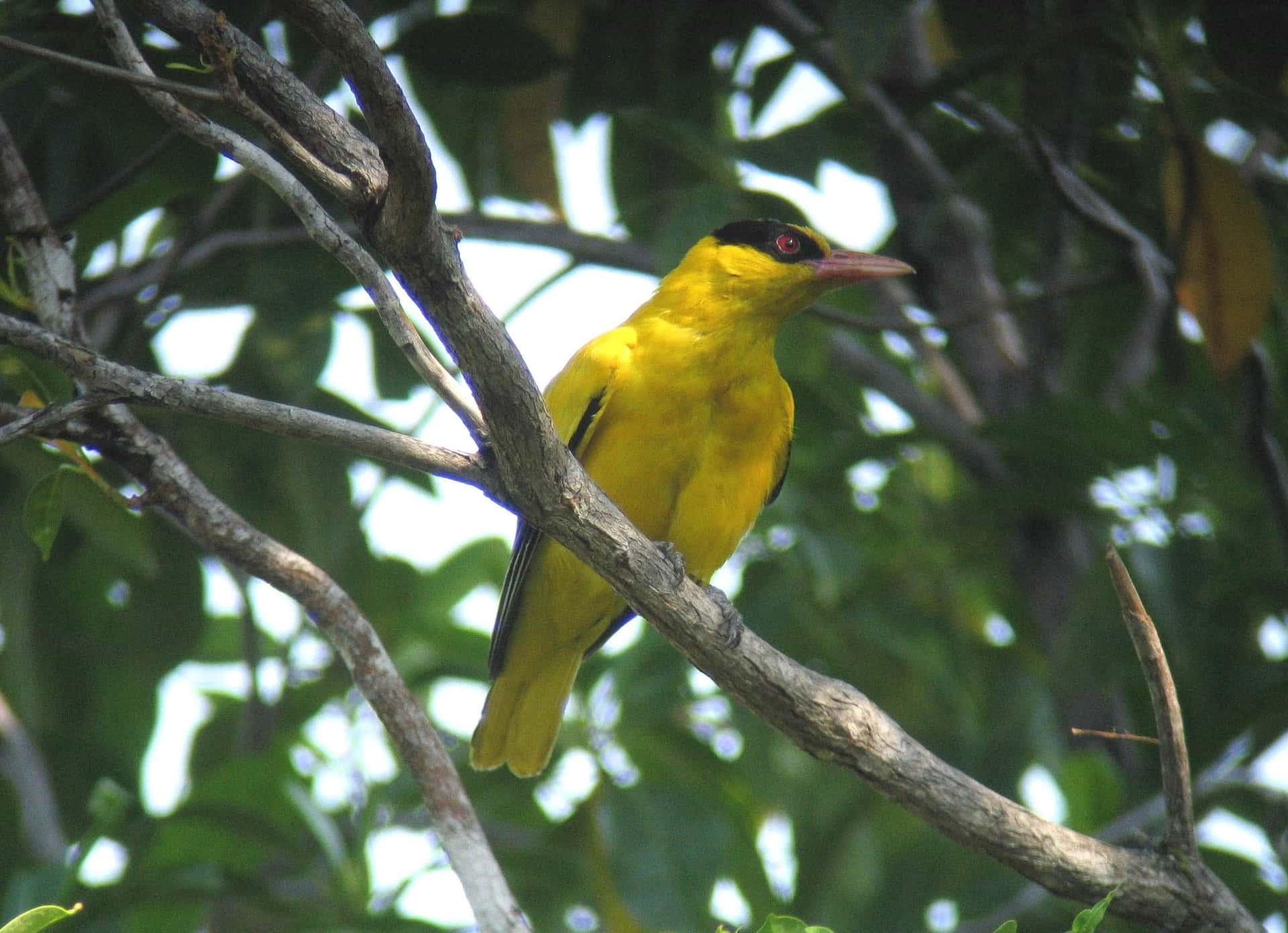 Birdwatching Experience with Transfers within Desaru4