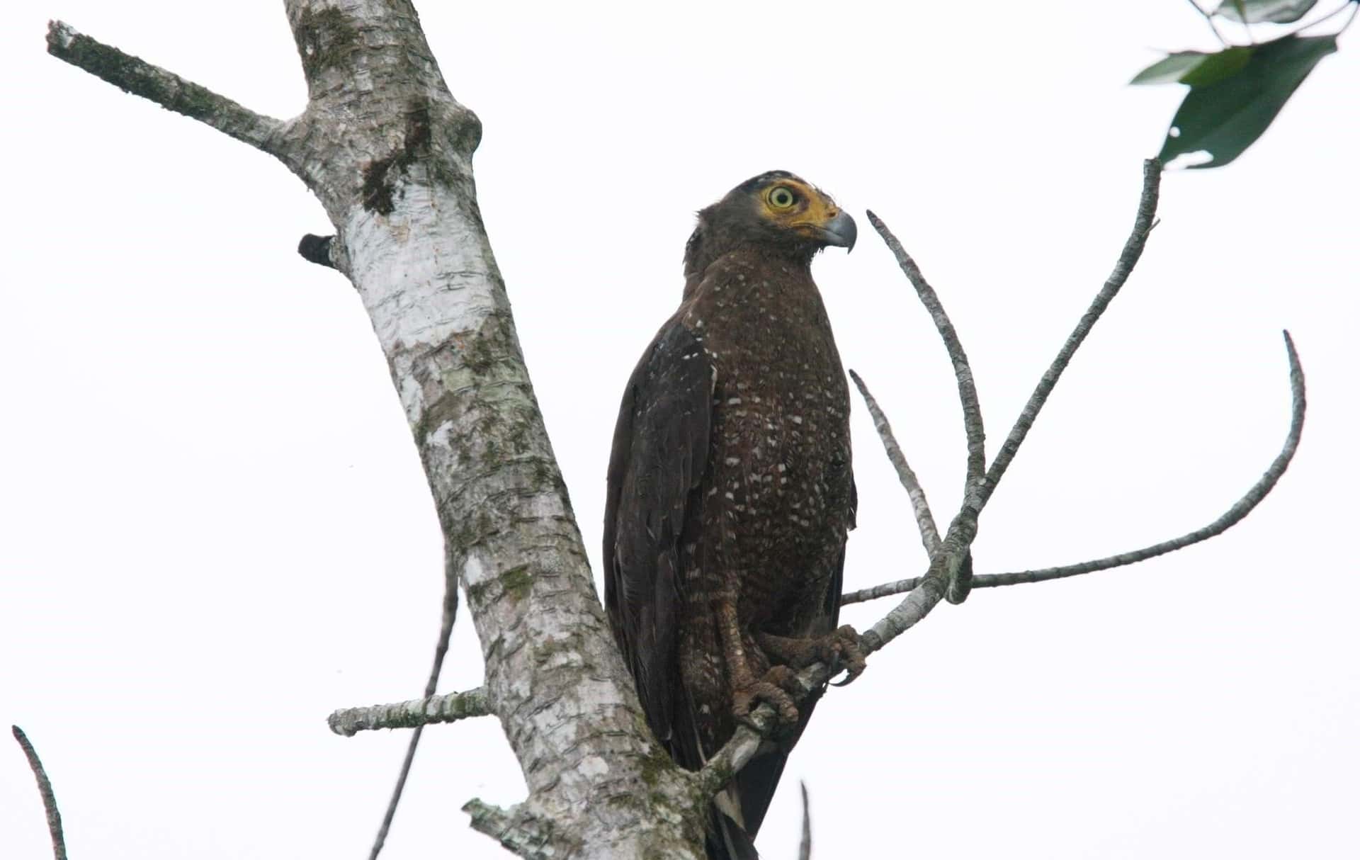 Birdwatching Experience with Transfers within Desaru3