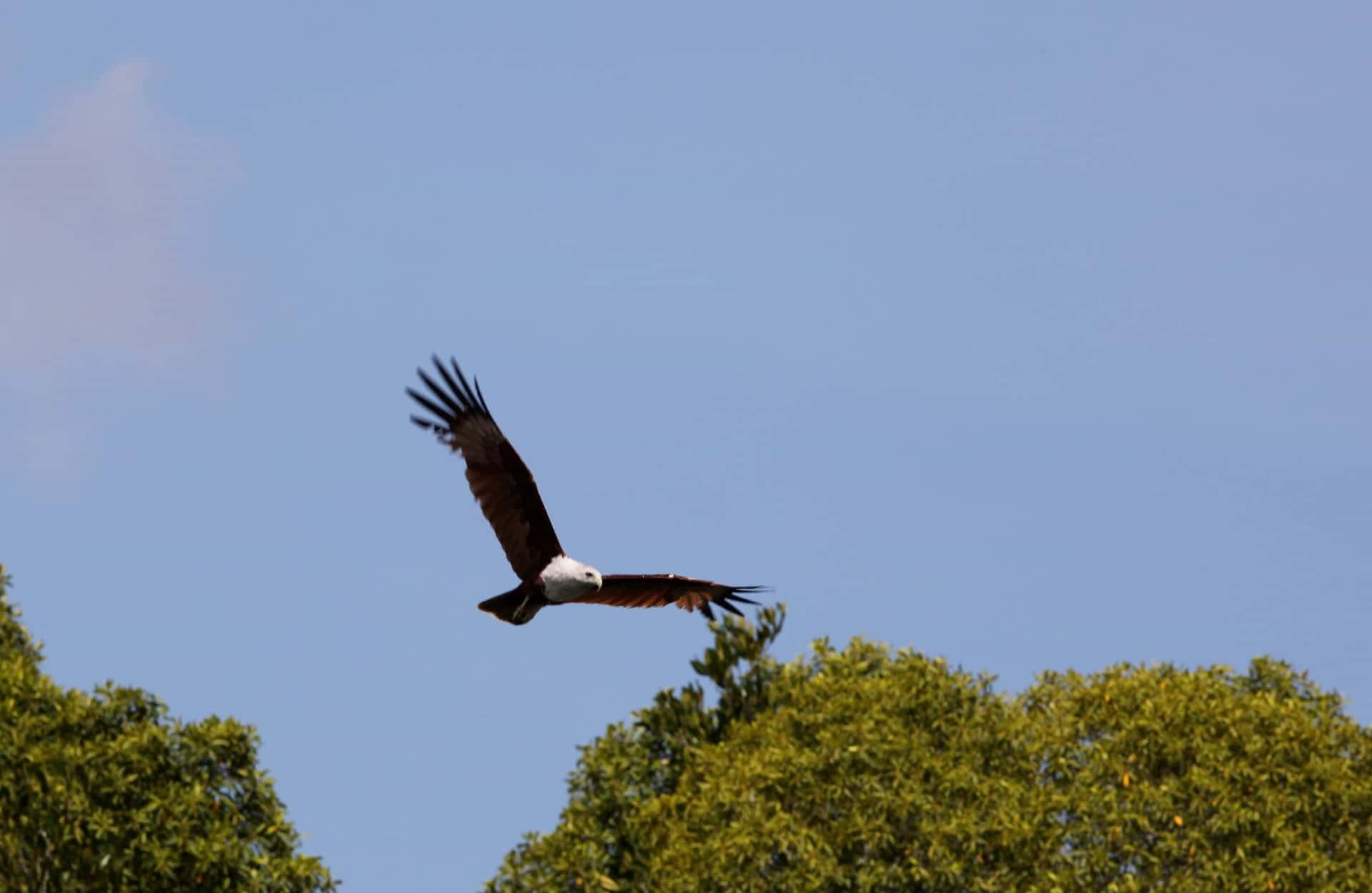 Birdwatching Experience with Transfers within Desaru1