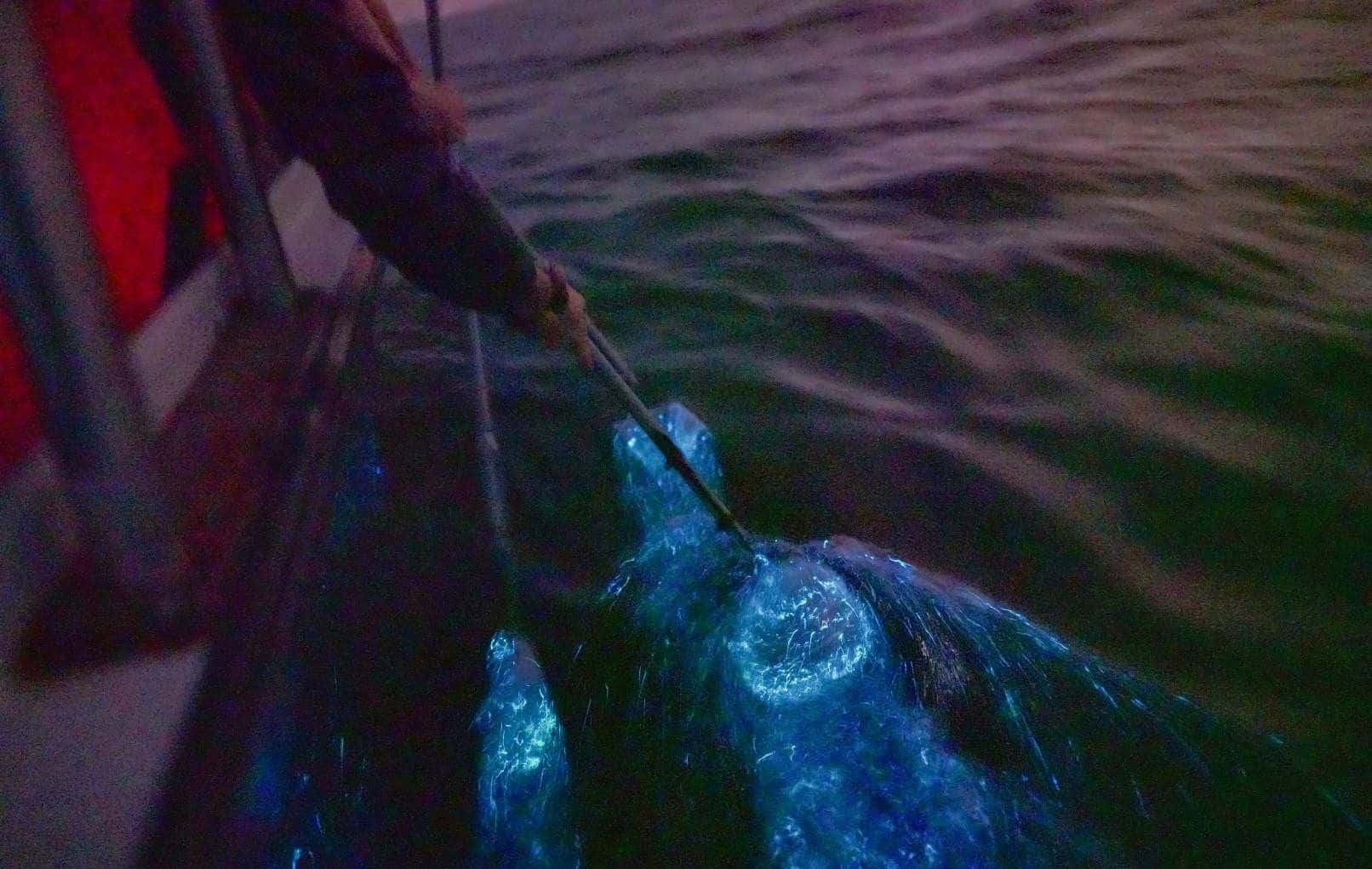 Blue Tears Experience with Boat Cruise at Kuala Selangor2