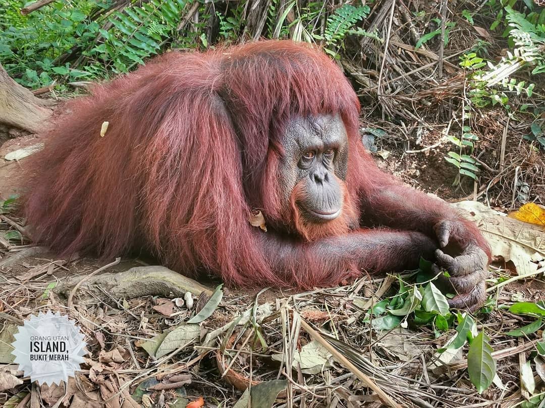 Bukit Merah Orang Utan Day Tour (SIC - SHARED / JOIN IN TOUR)
