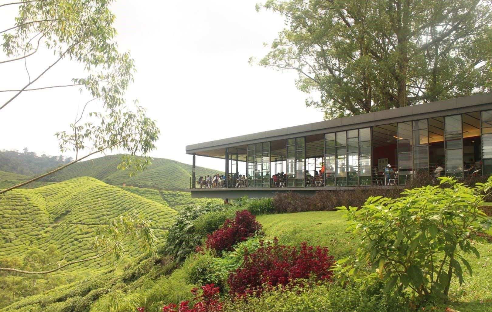 Cameron Highlands and Mossy Forest Half Day Tour2