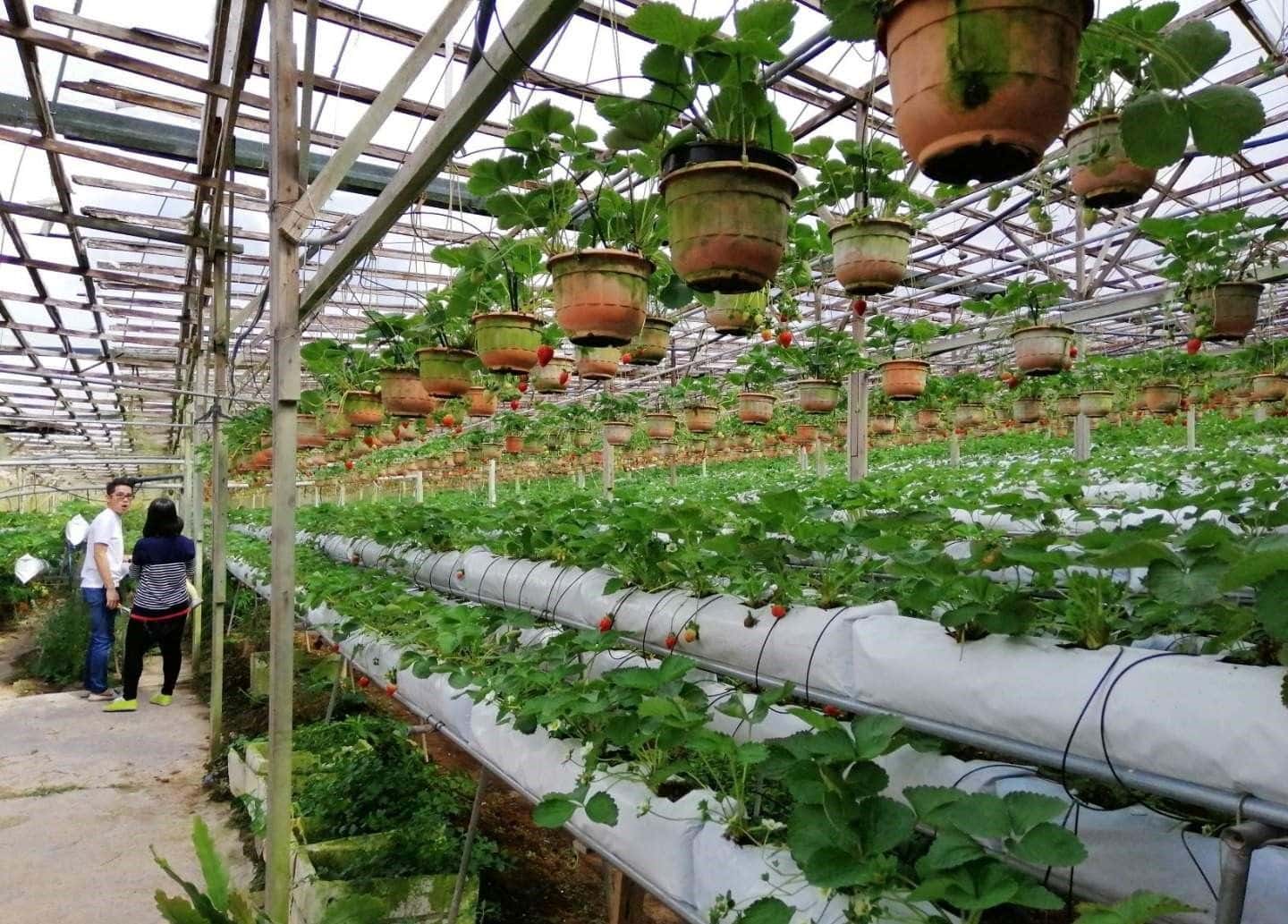 Cameron Highlands and Mossy Forest Half Day Tour1