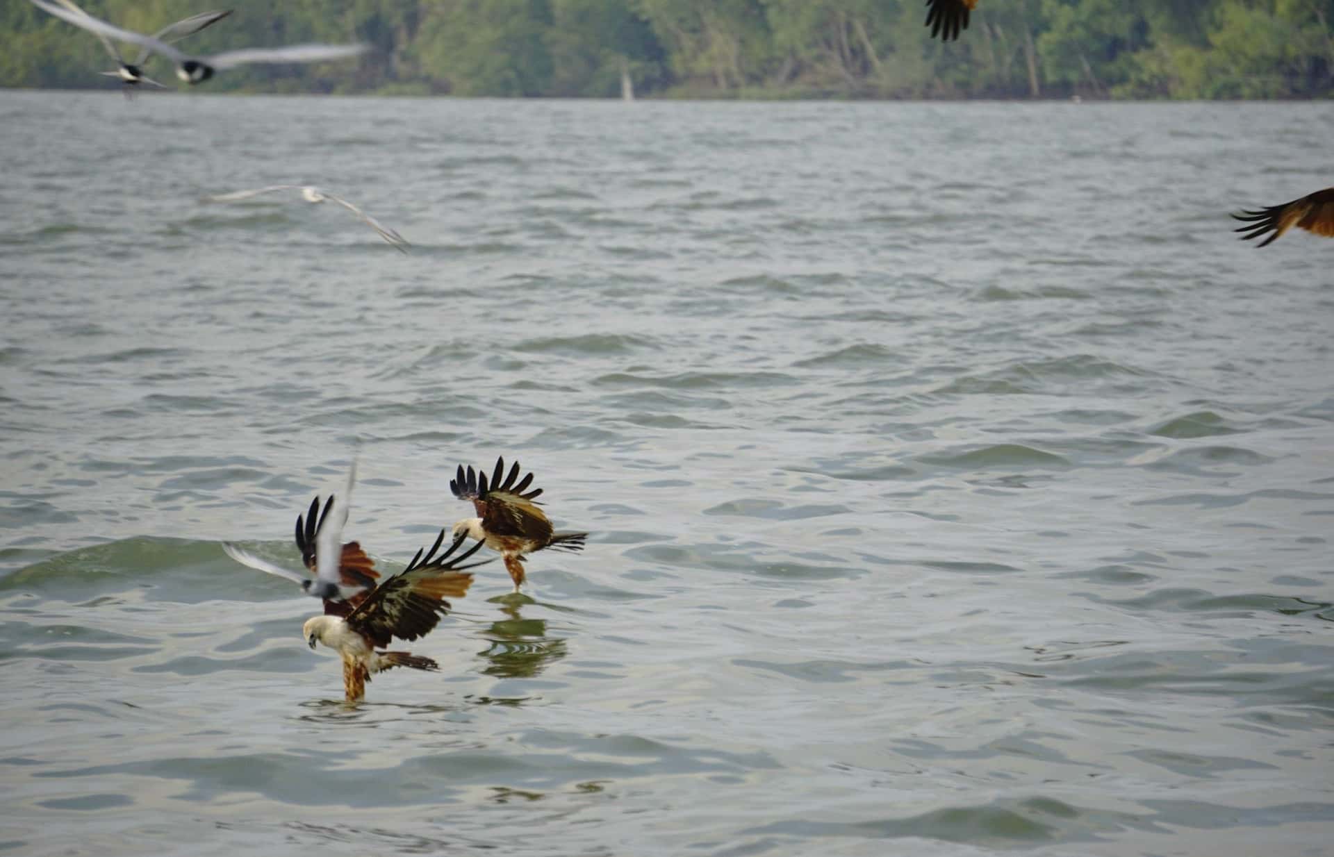 Eagle Feeding Experience in Kuala Selangor4