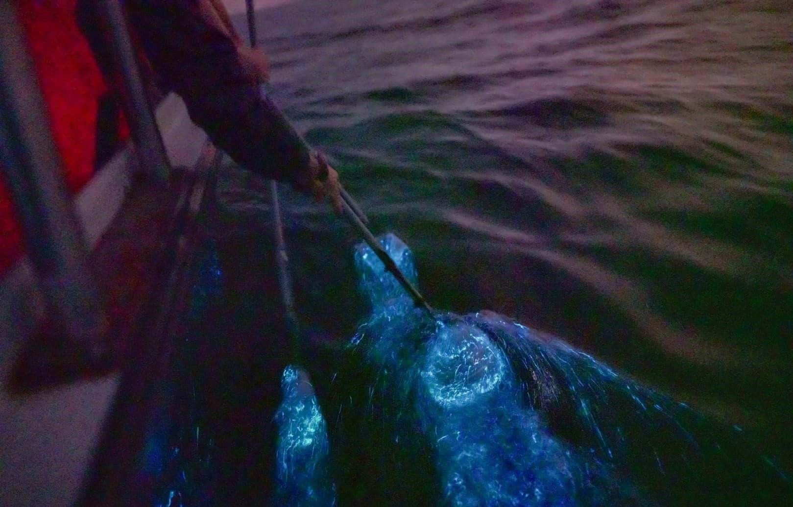 Eagle Feeding, Fireflies & Blue Tears Experience in Kuala Selangor3