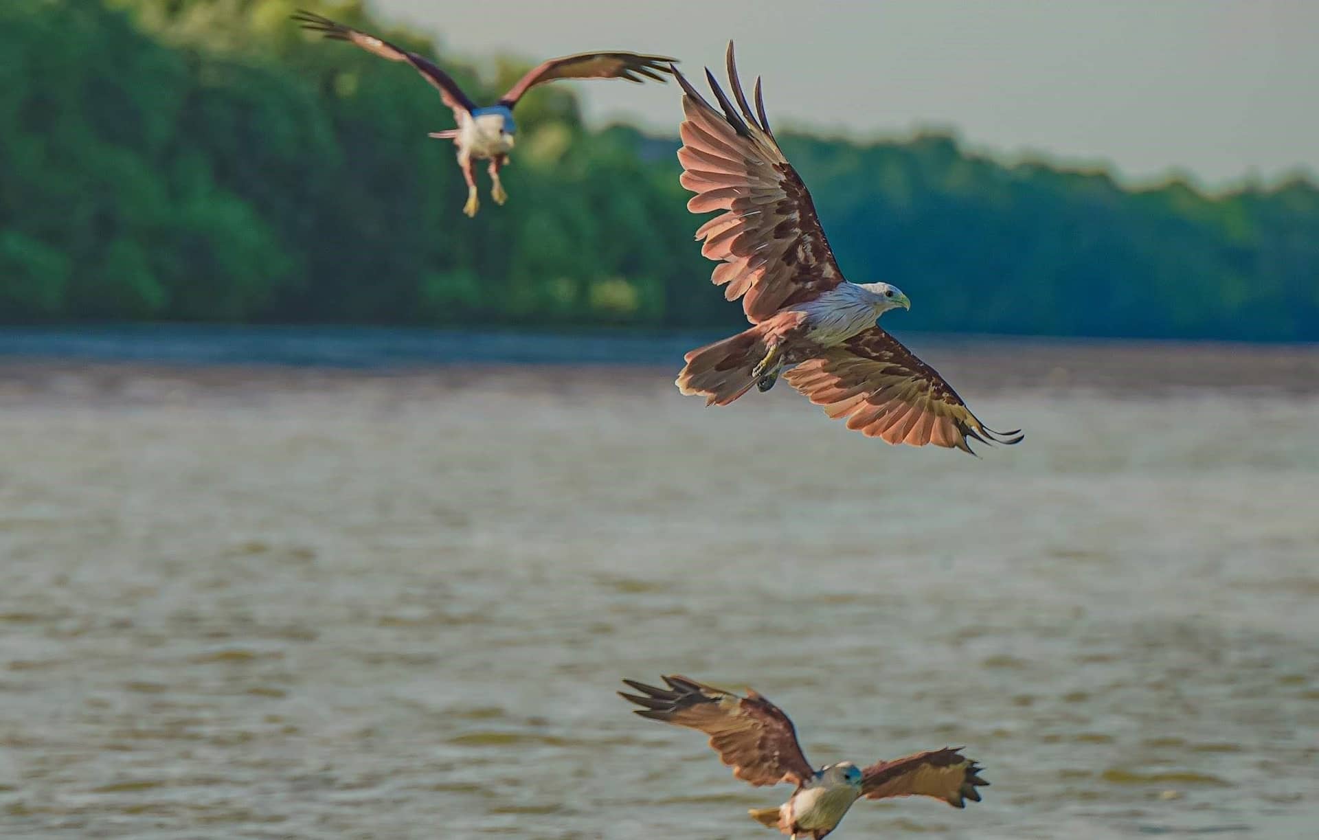 Eagle Feeding, Fireflies & Blue Tears Experience in Kuala Selangor