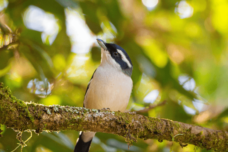 Full day / 2D1N Birding @ KNP & Poring4