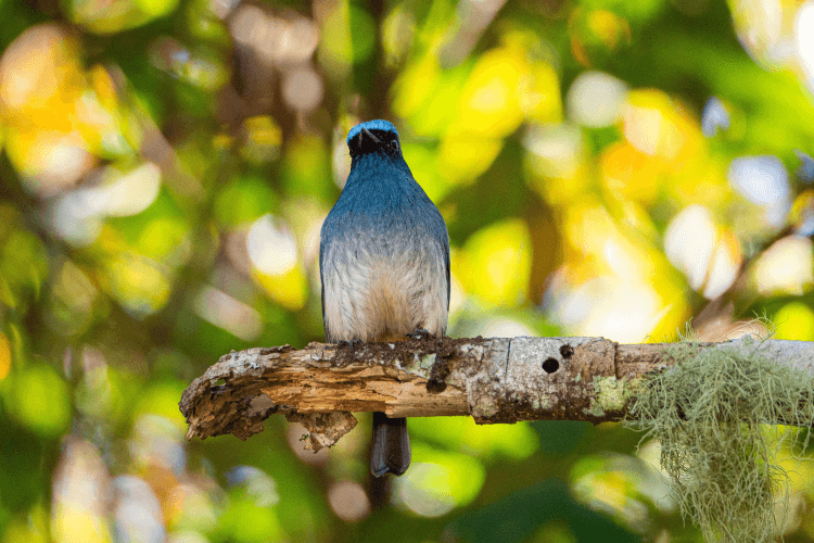 Full day / 2D1N Birding @ KNP & Poring3