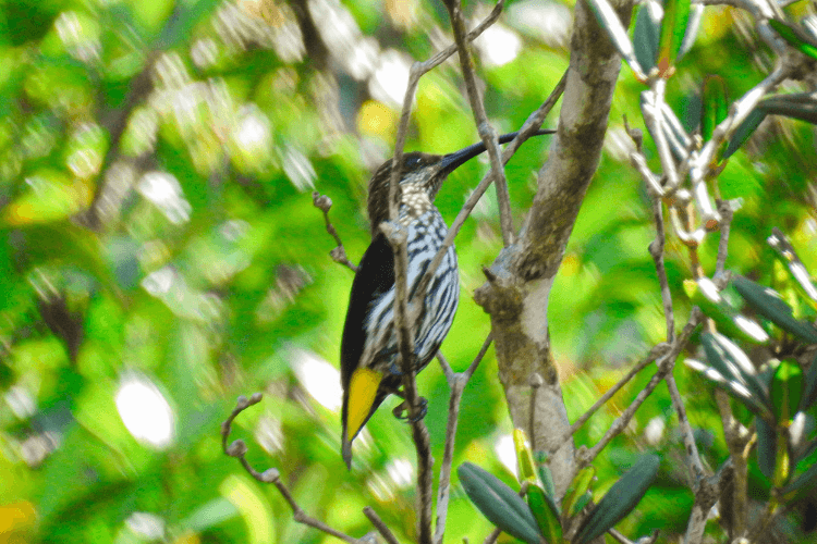 Full day / 2D1N Birding @ KNP & Poring2