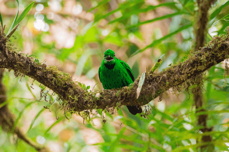Full day / 2D1N Birding @ KNP & Poring1