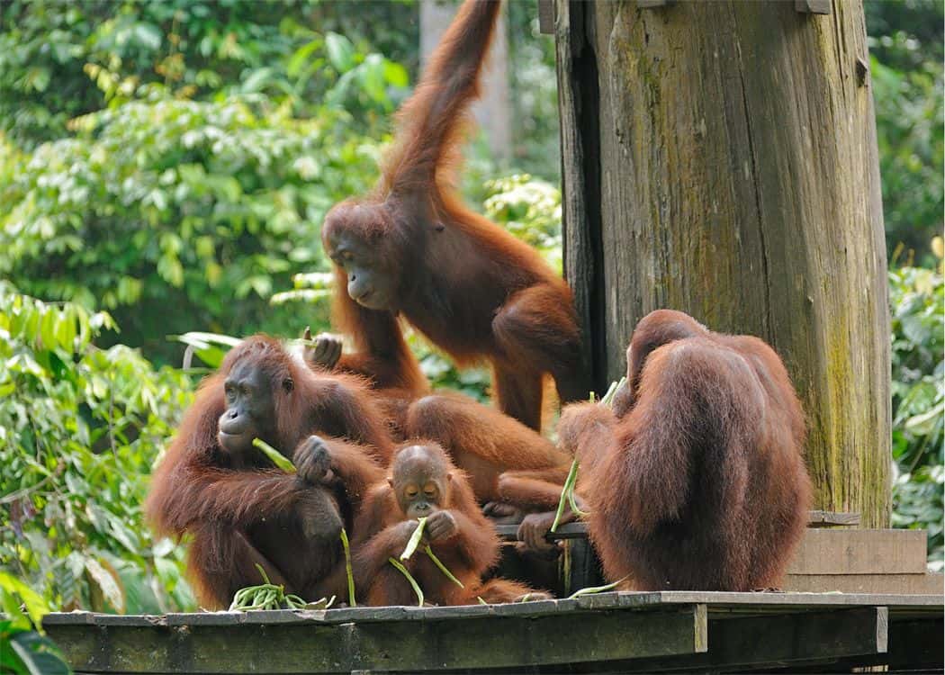 Full day Sepilok Orang Utan, Labuk Bay Proboscis Monkey Sanctuary, Sun Bear Tour (Lunch)1