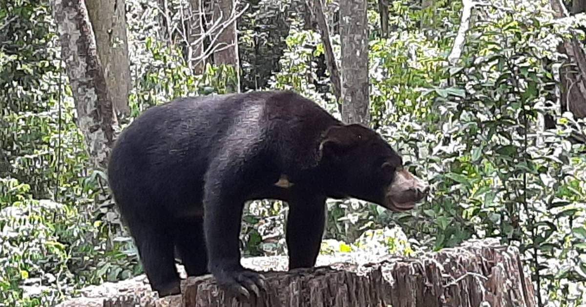 Full day Sepilok Orang Utan, Labuk Bay Proboscis Monkey Sanctuary, Sun Bear Tour (Lunch)