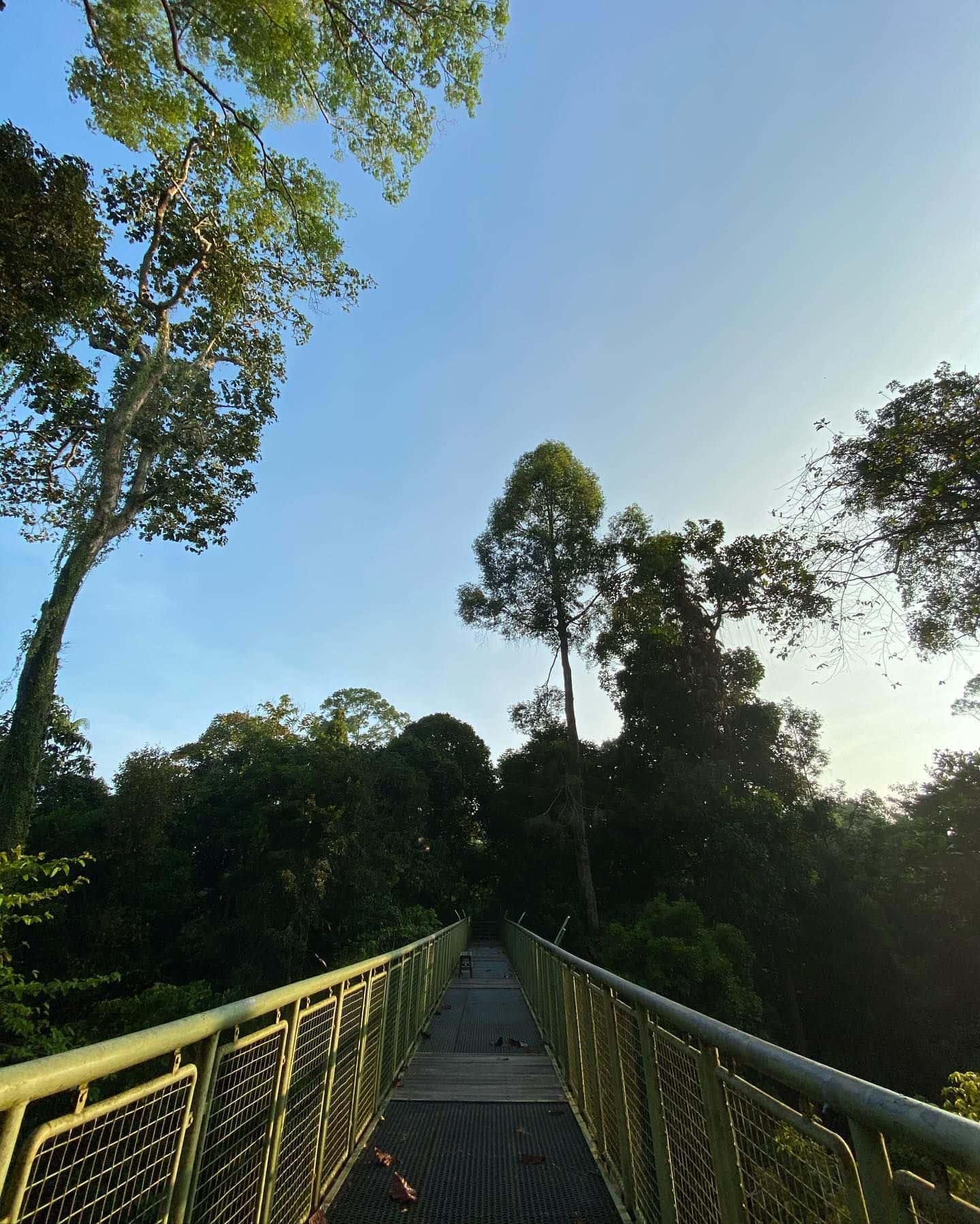 Full day Sepilok Orang Utan, Labuk Bay Proboscis Monkey Sanctuary, Sun Bear Tour + RDC (Lunch)2