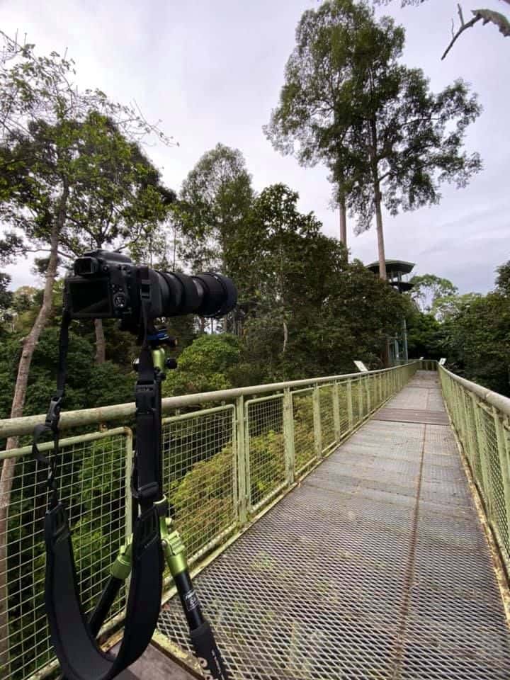 Full day Sepilok Orang Utan, Labuk Bay Proboscis Monkey Sanctuary, Sun Bear Tour + RDC (Lunch)3