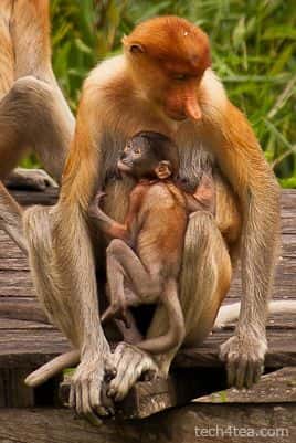 ทัวร์ครึ่งวันไปยังเขตรักษาพันธุ์ลาบุกเบย์เพื่อชมลิงจมูกยาว1