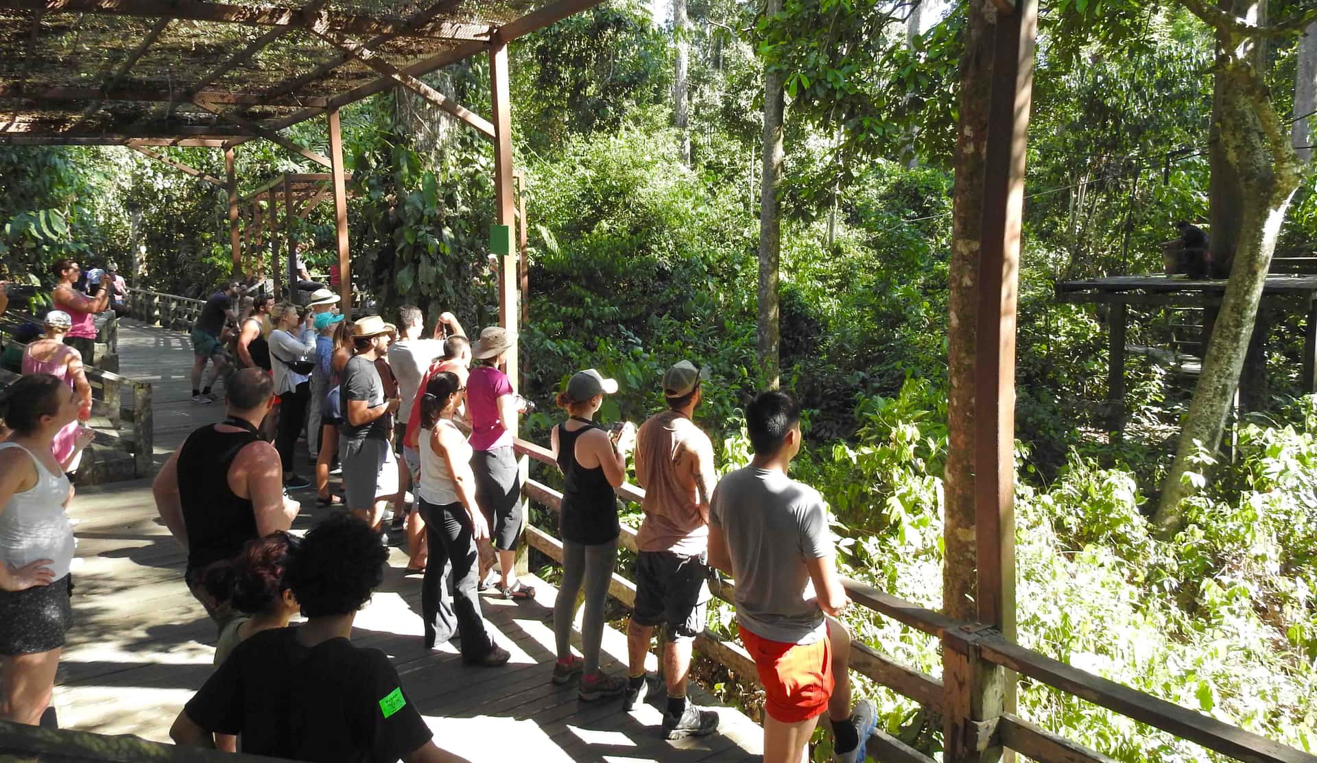 Half day Sepilok Orang Utan & Sun Bear Tour4