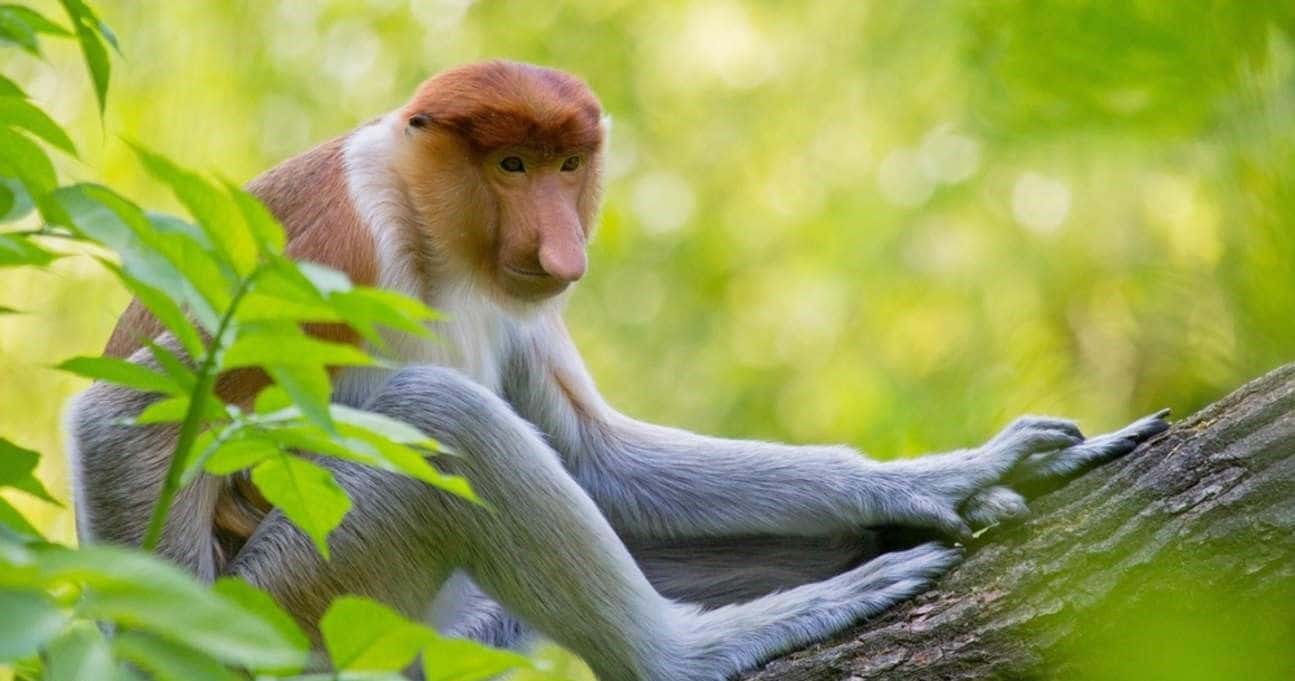 Klias River Proboscis Monkey & Fireflies Cruise2