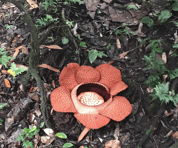 Kota Kinabalu Park and Hot Spring Day Trip2