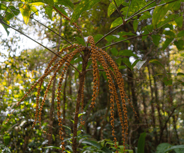 Kota Kinabalu Park and Hot Spring Day Trip3