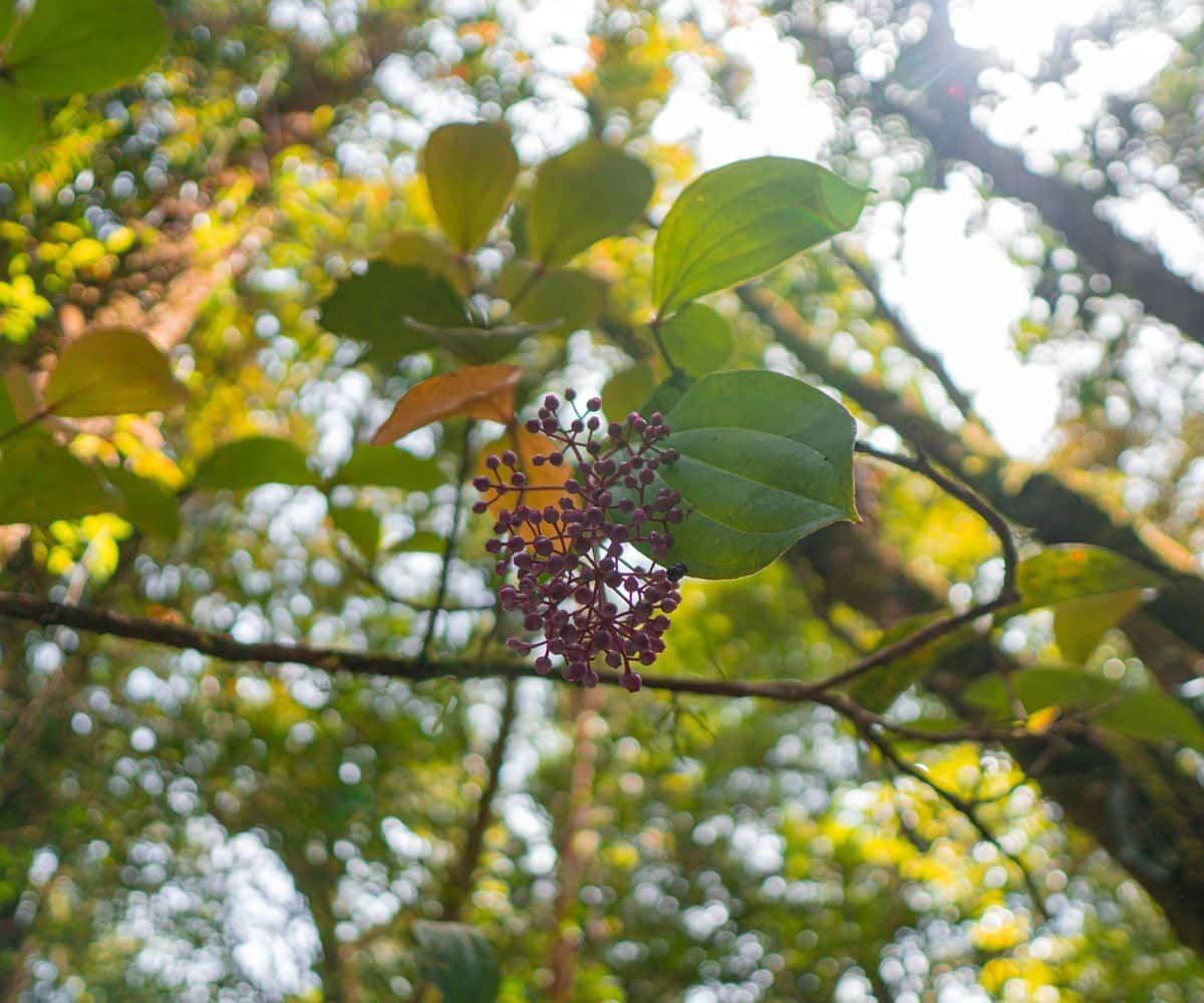 Kota Kinabalu Park and Hot Spring Day Trip1