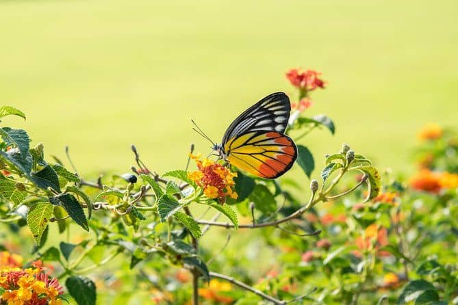 Kuala Lumpur Private Half-Day Family Tour of Nature, Birds and Butterflies