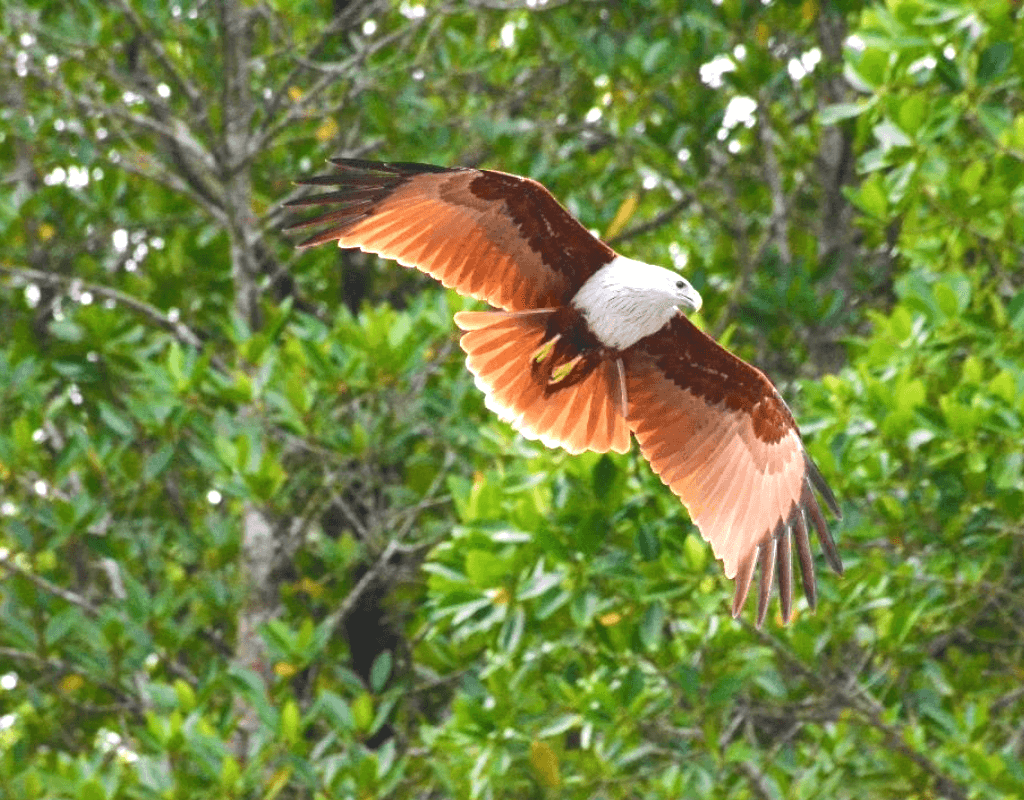 Langkawi Unesco Geopark Mangrove Cruise2
