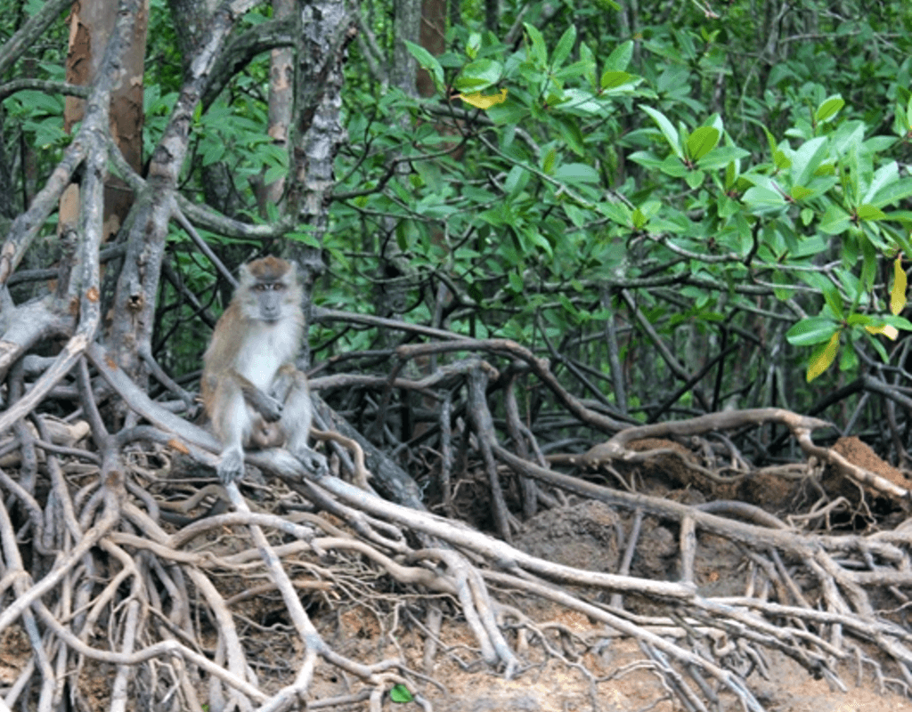 Langkawi Unesco Geopark Mangrove Cruise1