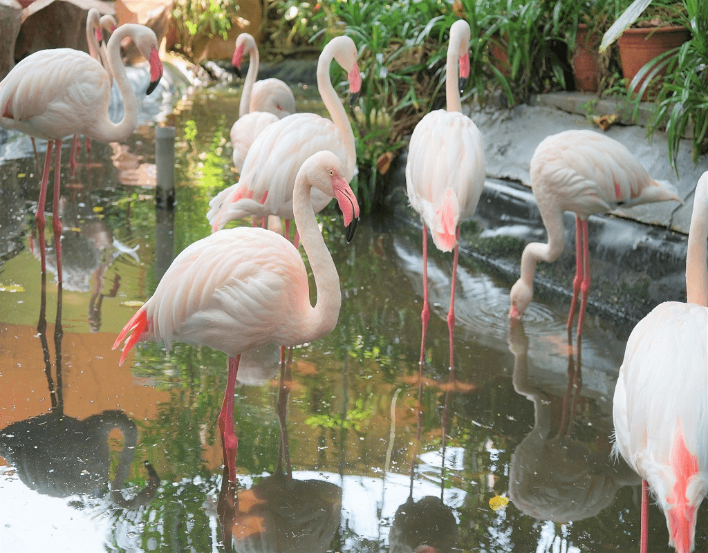 Langkawi WildLife Park4