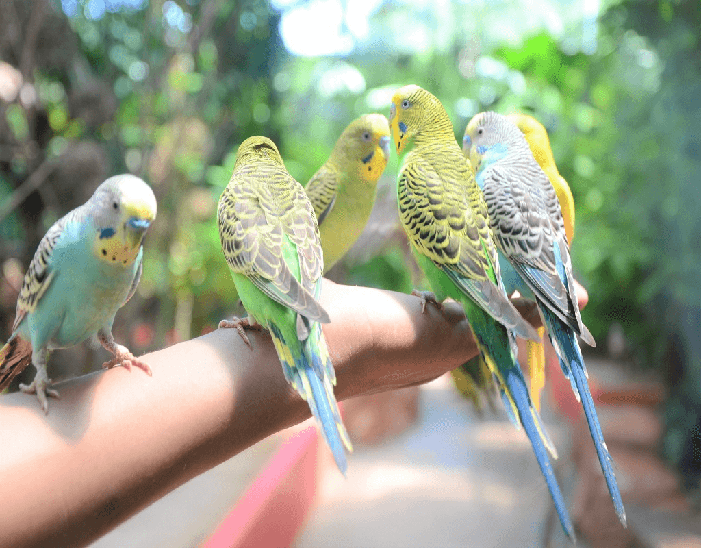 Langkawi WildLife Park2