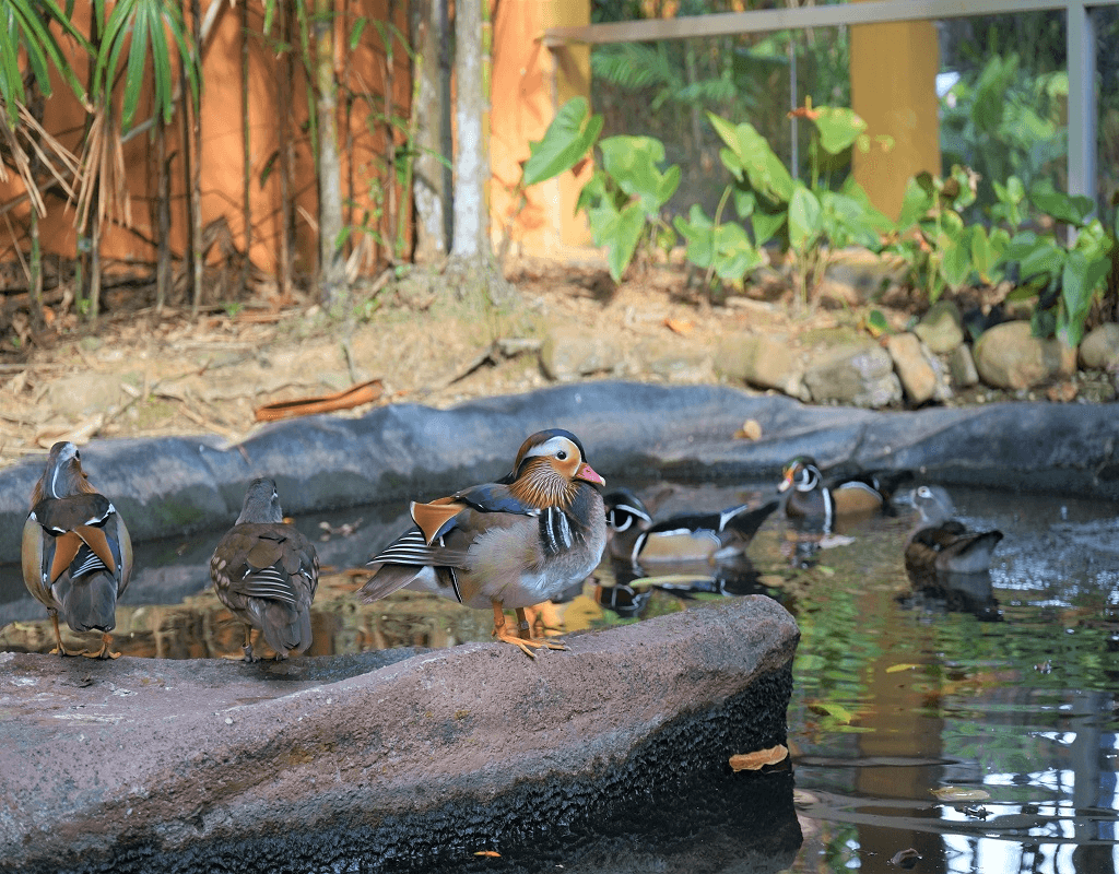 Langkawi WildLife Park3