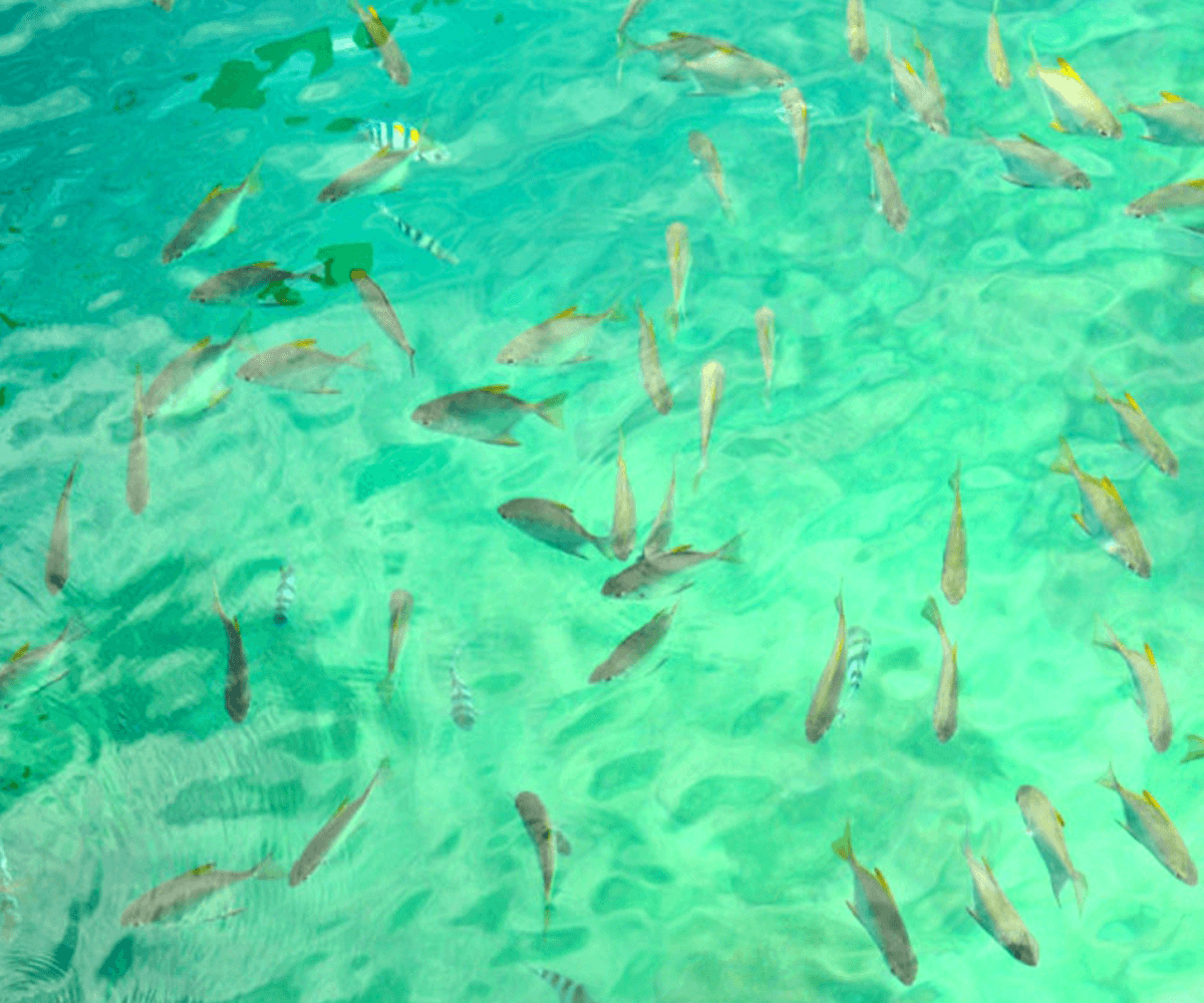 Mamutik & Sapi Island Excursion2