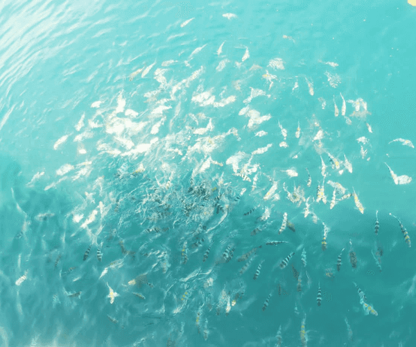 Manukan and Sapi Islands Excursion1