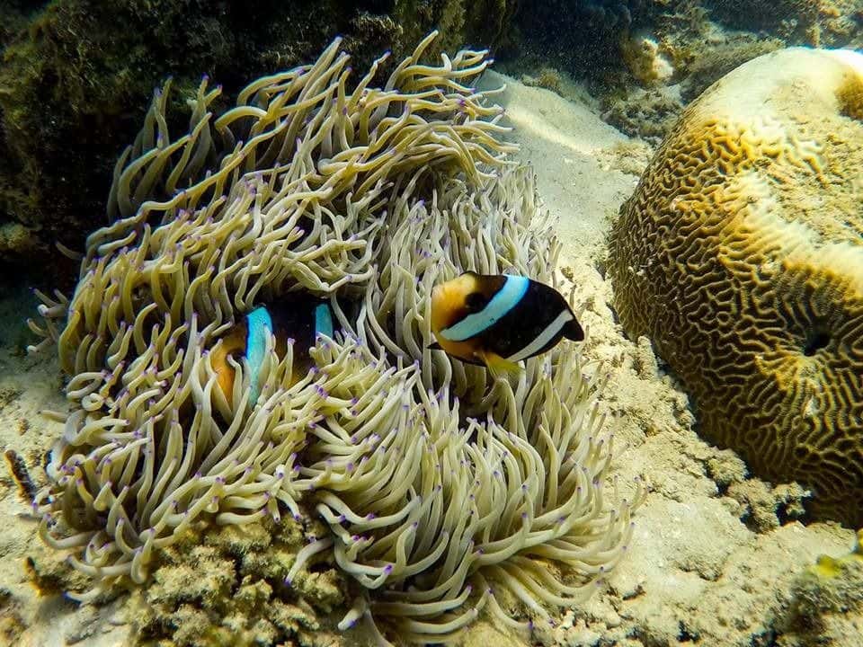 Moonbay Snorkeling/Diving and Kawa Kawa River Cruise 1 Day Tour2