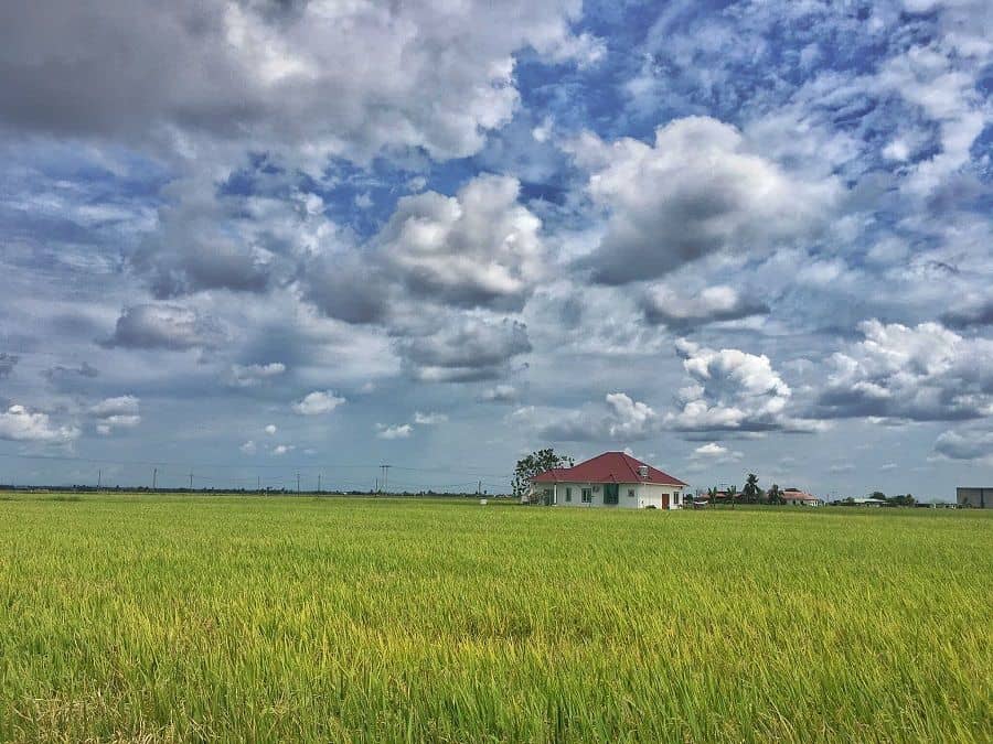 Paddy field , Fishing Village Sekinchan (SIC – SHARED / JOIN IN TOUR)