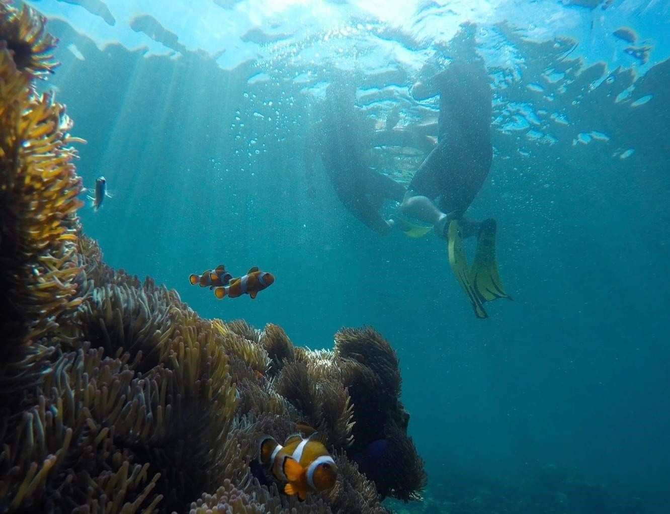 PADI Guided Snorkeling Experience in Tunku Abdul Rahman National Park