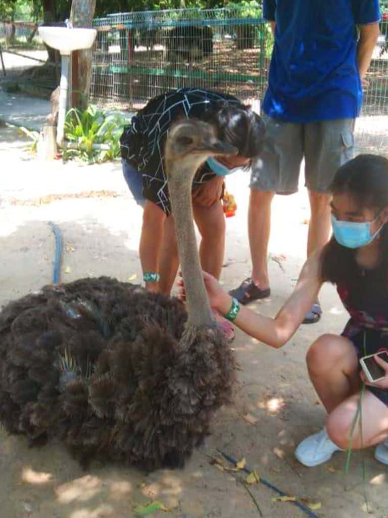 PD Ostrich Show Farm3