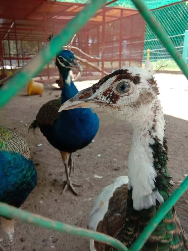PD Ostrich Show Farm4