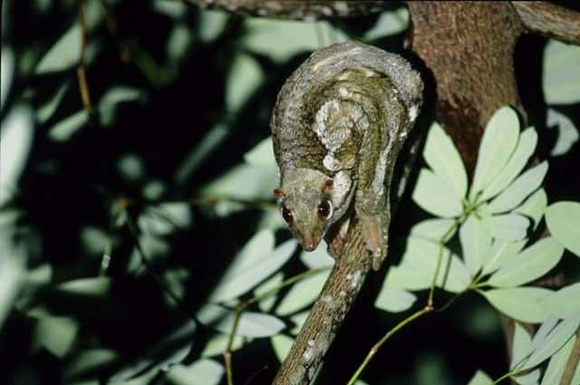 Rainforest Afterdark4