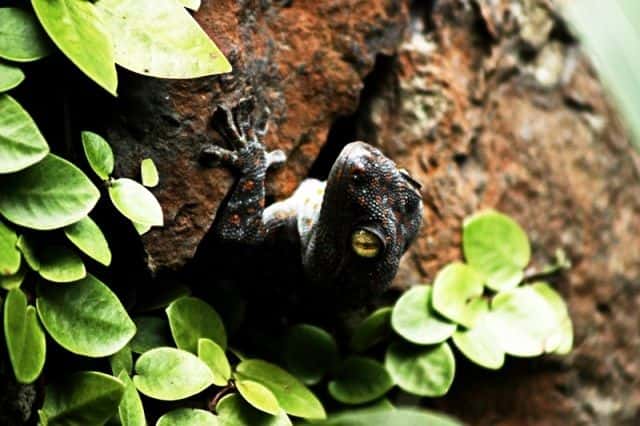 Rainforest Afterdark2
