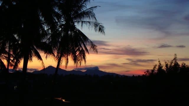 Rainforest Afterdark