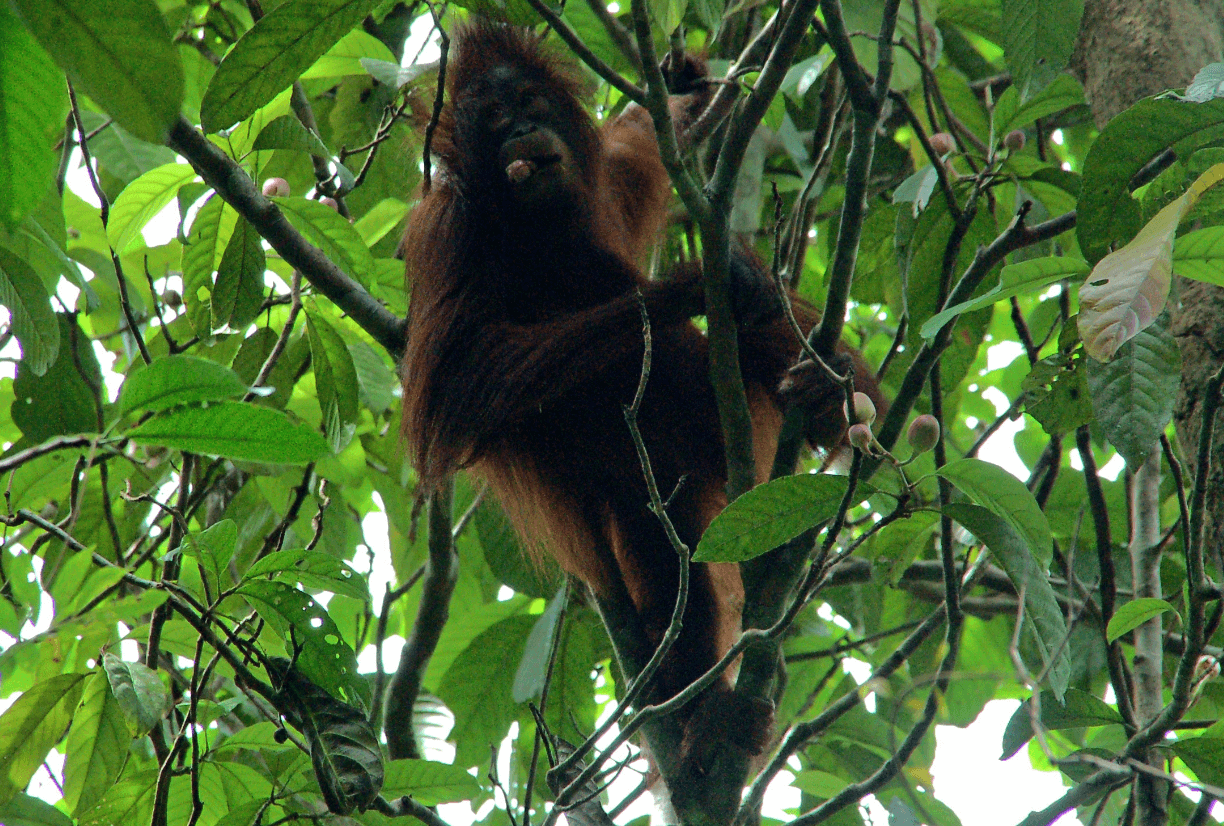 Sabah Kota Kinabalu: Binsuluk River Mangrove Forest One Day Tour3