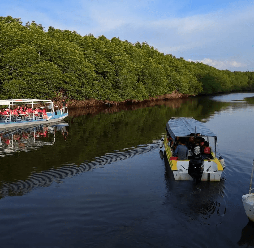 Sabah Kota Kinabalu: Kawa Kawa Fireflies Mangrove + Floating Mosque Day Tour (Kawa-kawa 红树林+水上清真寺 一日游)