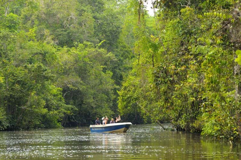 Sabah Kota Kinabalu: Kawa Kawa Fireflies Mangrove + Floating Mosque Day Tour (Kawa-kawa 红树林+水上清真寺 一日游)1